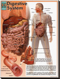 Digestive System