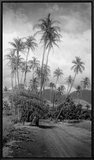 Coconut Grove  Lahaina  1910