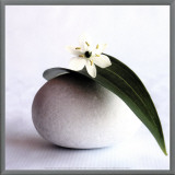 Flower and Pebble