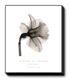 Daffodil II