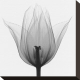 Triumph Tulip