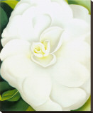 White Camelia