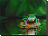 Zen Frog