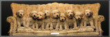 Golden Pup Line-Up
