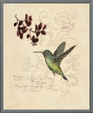Filigree Hummingbird