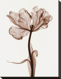 Parrot Tulips I