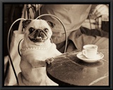 Cafe Pug