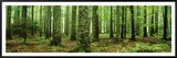 Rain Forest