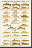 Warmwater Gamefish of North America