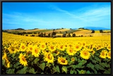Sunflowers Field  Umbria