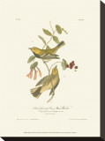 Black-Throated Green Wood Warbler