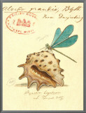 Nature's Curiosities IX