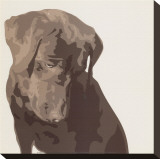 Chocolate Labrador