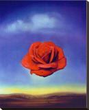 Rose Medidative  c1958