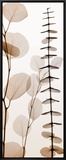 Eucalypti I