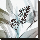 Eucalyptus