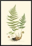 Curtis Ferns II