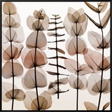 Eucalypti II