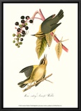 Warbler