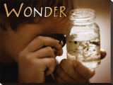Wonder