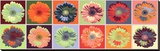 Gerbera Spectrum