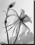 Columbine II