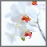 White and Pink Orchid