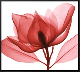 Red Magnolia I