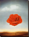 Rose Meditative  c1958