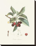 Cherries