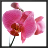 Pink Orchid