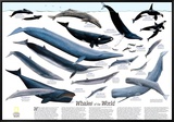 Whales of The World Map