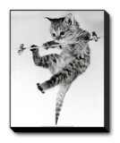 Kitten on a Clothes Line