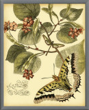 Whimsical Butterflies I