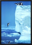 Penguins Diving Off an Iceberg