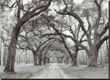Oak Arches