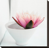 Waterlily