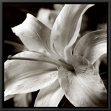 Pure Lily