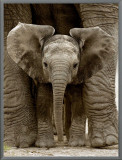 Baby Elephant