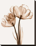 Parrot Tulips II