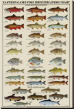 Eastern Gamefish Identification Chart