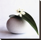 Flower and Pebble