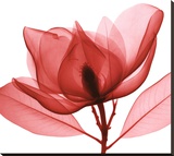 Red Magnolia I