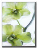 Orchid I