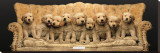 Golden Pup Line-Up