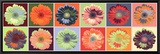 Gerbera Spectrum