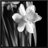 Daffodil