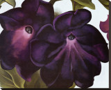 Black and Purple Petunias