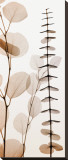 Eucalypti I