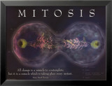 Mitosis